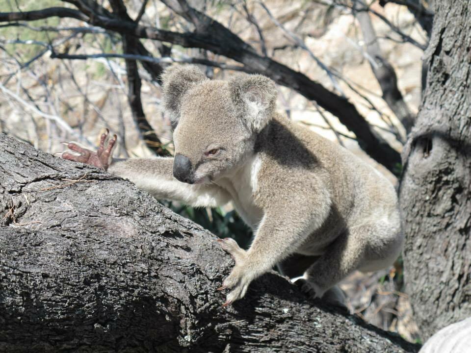Koala